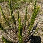 Artemisia biennis Lapas