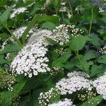 Spiraea media 整株植物