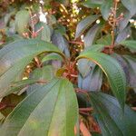 Miconia mirabilis Habit