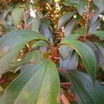 Miconia mirabilis Habitus