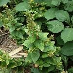 Lysimachia punctata Leaf