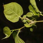Morus celtidifolia Blatt
