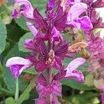 Salvia nemorosa Flower