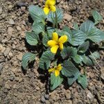 Viola purpurea Habit