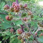 Rubus devitatus