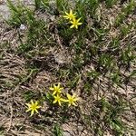 Gagea fragifera 形態