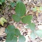 Rubus nigricans Blatt