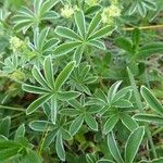 Alchemilla alpigena Blatt