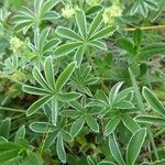 Alchemilla alpigena Leaf