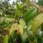 Hymenocardia ulmoides Hoja