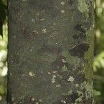 Rhodostemonodaphne elephantopus Schors