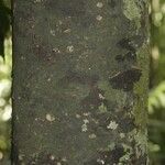 Rhodostemonodaphne elephantopus Bark