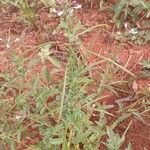 Cleome monophylla Blad