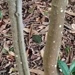 Grewia occidentalis Bark