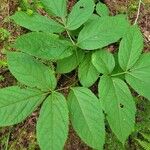 Aralia nudicaulis Φύλλο