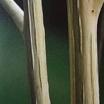 Salix × reichardtii Кора