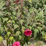 Hibiscus moscheutos Blüte