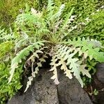 Sonchus canariensis Blatt