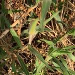 Oenothera drummondii Leaf