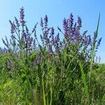 Salvia pratensis Habit