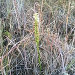 Spiranthes magnicamporum عادت