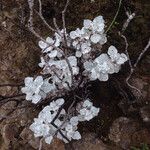 Eriogonum crocatum Costuma