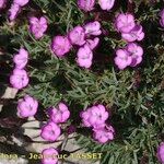 Dianthus subacaulis Habitus