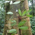 Julbernardia pellegriniana Hoja