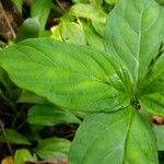 Spigelia anthelmia Blad