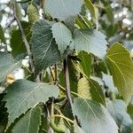 Betula pubescens Leaf