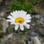 Leucanthemopsis alpina 花