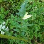 Crepis biennis Leaf