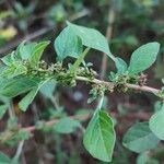 Amaranthus graecizans फूल