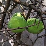 Chaenomeles cathayensis Fruit