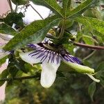 Passiflora caerulea फूल