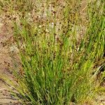 Juncus alpinoarticulatus 整株植物