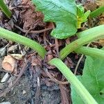Rheum palmatum Mosusu