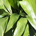 Aspidistra lurida List