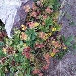 Sedum aizoonЛист