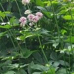 Astrantia major 花