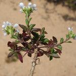 Iberis procumbens Habitat