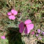 Dianthus sylvestris ᱵᱟᱦᱟ