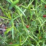 Chironia baccifera Blad