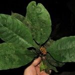 Psychotria piolampra