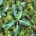 Goodyera oblongifolia Leaf