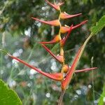 Heliconia latispatha Flor
