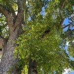 Quercus laurifolia Blad