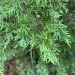 Juniperus virginiana Blatt