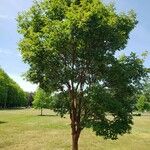 Acer griseum Συνήθη χαρακτηριστικά