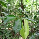 Couepia guianensis Leaf